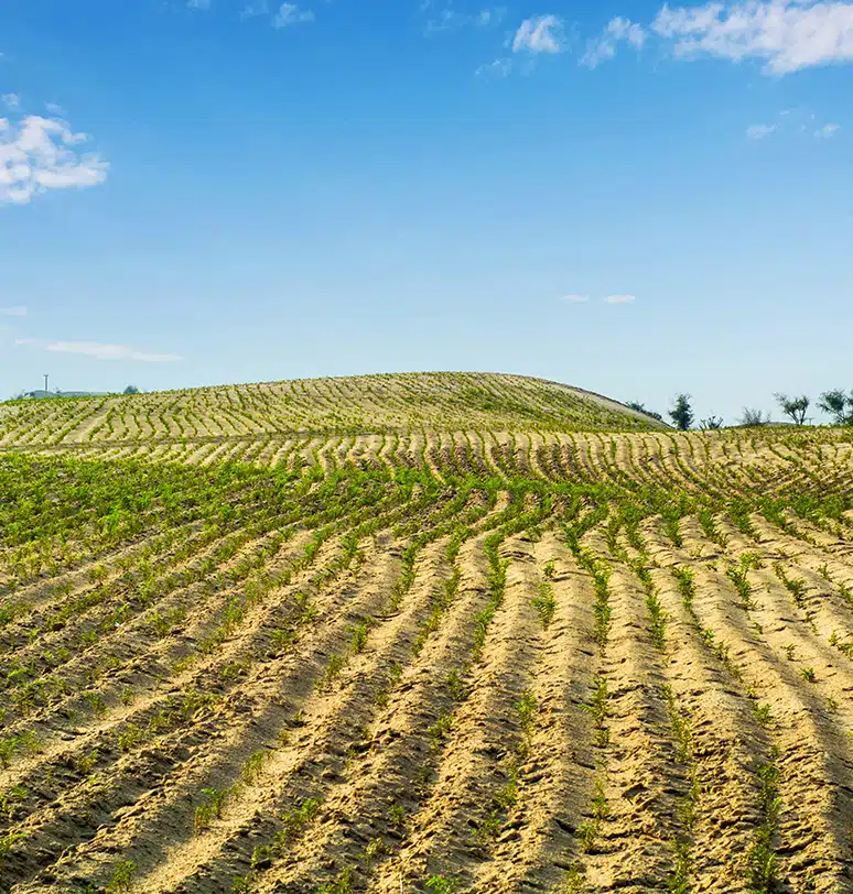 İlçe Bazlı Kuraklık Verim Sigortası İlçe Bazlı Kuraklık Verim Sigortası